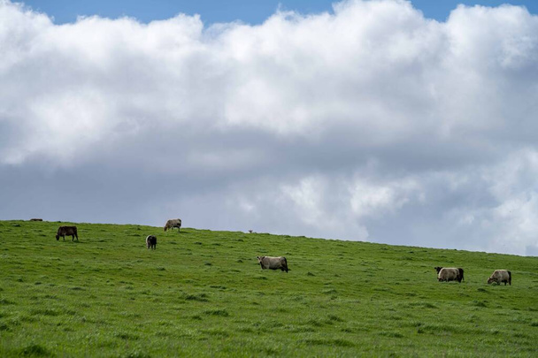 Stud Angus, wagyu, Murray szürke, Tej- és marhahús tehenek és bikák legelésznek a fűben és a legelőn egy mezőn. Az állatok ökológiai és szabadtartású állatok, amelyeket egy ausztráliai mezőgazdasági gazdaságban termesztenek.. - Fotó, kép