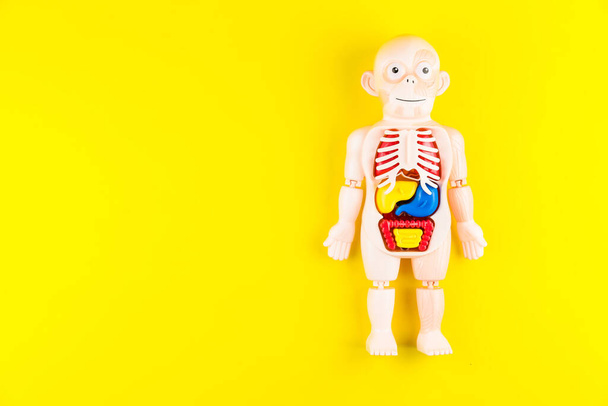 Ανθρώπινη ανατομία μανεκέν με εσωτερικά όργανα σε κίτρινο φόντο - Φωτογραφία, εικόνα