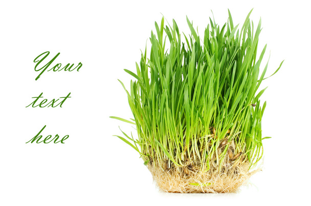 Fresh green grass isolated on white background - Zdjęcie, obraz