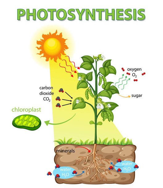 Schema che mostra il processo di fotosintesi nell'illustrazione vegetale - Vettoriali, immagini