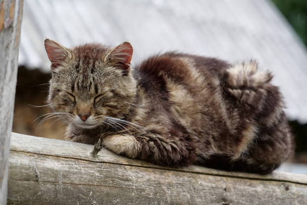Lustige Katze sitzt auf dem Zaun und macht ein Nickerchen - Foto, Bild