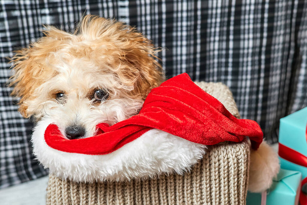Maltipoo puppy lying on Santa hat in the box on background of christmas gift boxes - Photo, Image