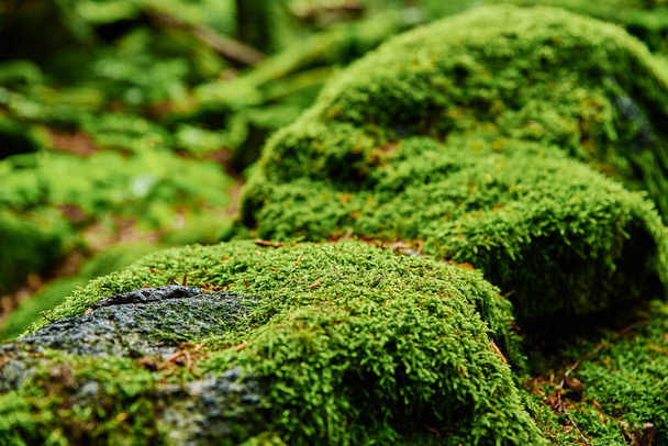 Gyönyörű zöld moha a padlón az erdőben - Fotó, kép