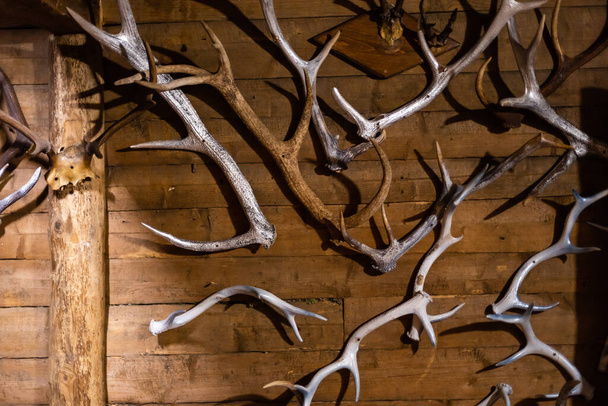 Collection trophée tête de cerf sur un mur. - Photo, image