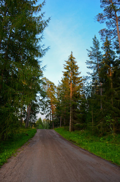 Rural road in a pine forest, tall trees against the sky. Vertical photo of beautiful Karelian nature - Foto, immagini