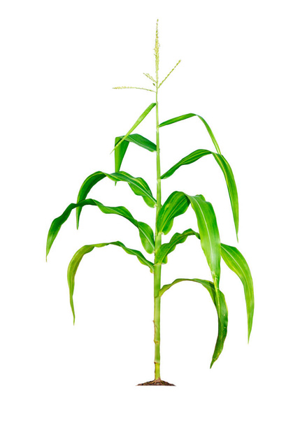 Kukoricanövény elszigetelt fehér alapon vágási útvonalak kerttervezés. Népszerű gabonatermés, amelyet állati táplálékként való főzésre vagy feldolgozásra használnak. A mezőgazdasági ágazat ma növekszik. - Fotó, kép