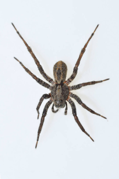 Alocoposa sp spider. Family Lycosidae. Spider isolated on a white background - Photo, Image