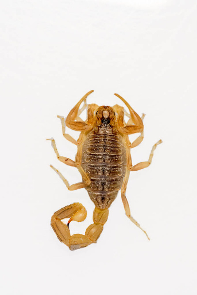 Buthus montanus. Scorpion isolé sur fond blanc - Photo, image