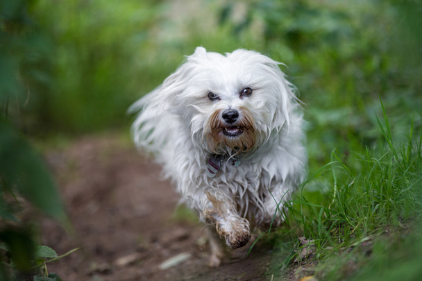 cane su un sentiero forestale
 - Foto, immagini