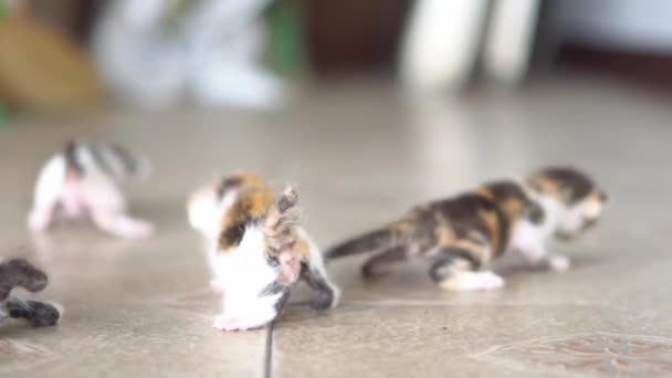 Yerde sürünen sevimli bir kedi yavrusu. Evcil hayvanlar ve yavru kediler. 4K video. - Video, Çekim