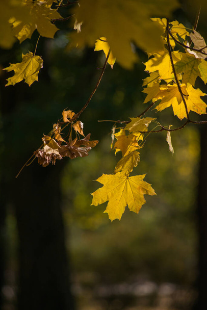 Herbstfröste auf Boden und Gras. Textur für den Hintergrund - Foto, Bild