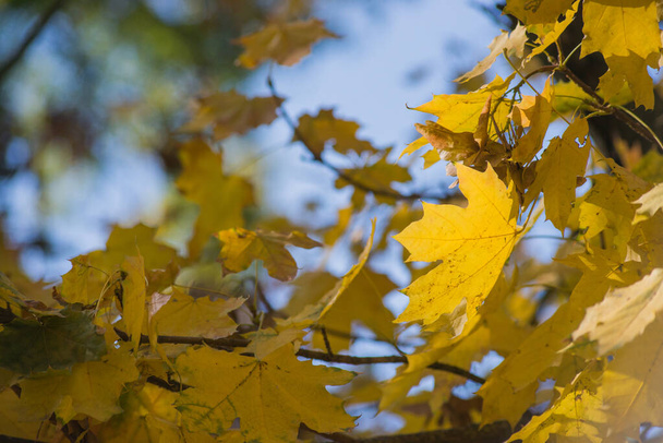 podzimní mráz na zemi a trávě. textura pro pozadí - Fotografie, Obrázek