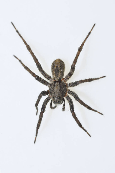 Alocoposa sp Spinne. Familie Lycosidae. Spinne isoliert auf weißem Hintergrund - Foto, Bild