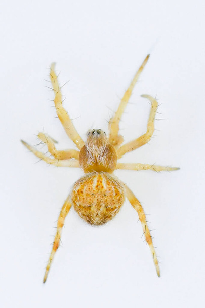 Araña sobre fondo natural - Araneidae - Araña tejedora - macro, primer plano. - Foto, Imagen