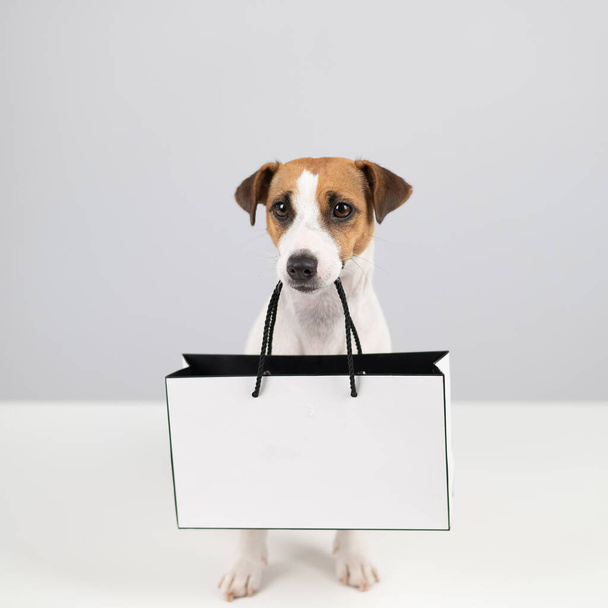 Jack russell terrier dog holding a paper bag on a white background. Shopping. - Zdjęcie, obraz