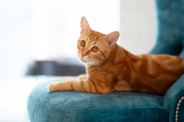 Beautiful young red tabby cat lying on blue chair at home - Fotó, kép