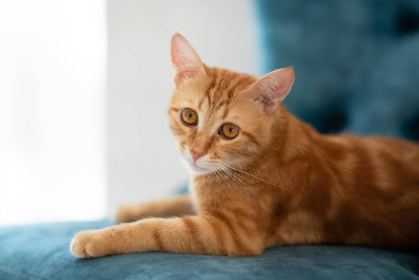Beautiful young red tabby cat lying on blue chair at home - Zdjęcie, obraz