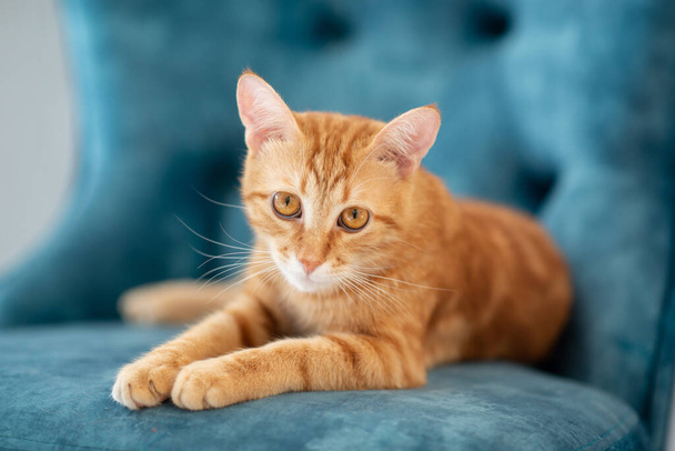 Beautiful young red tabby cat lying on blue chair at home - Valokuva, kuva