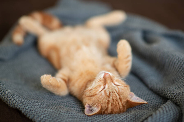 Niedliches lustiges rot gestromtes Kätzchen schläft auf Sofa. Liebenswertes kleines Haustier. - Foto, Bild