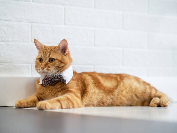 Fashion red tabby cat wearing elegant bow ties and white shirt collar. Gorgeous fluffy adorable young pet  - Foto, immagini