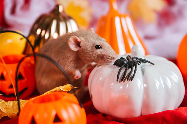Rata beige de la raza Dumbo sobre un fondo sombrío con calabazas. Decoración de Halloween. Ratón con una araña en el Día de Todos los Santos. - Foto, Imagen