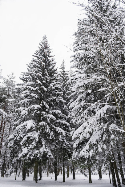 雪に覆われた木々と冬の森。屋外シーン、ハッピー新年のお祝いのコンセプト。自然背景. - 写真・画像
