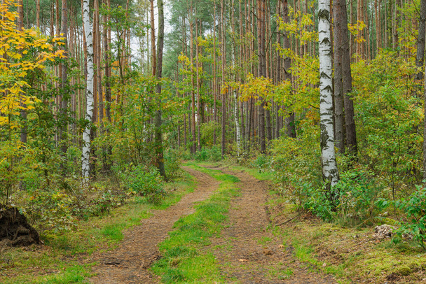 Tall pine forest. There is an unpaved dirt road between the trees. The ruts are covered with brown needles. Between the ruts and on the sides, the ground is covered with moss. - Foto, Imagem