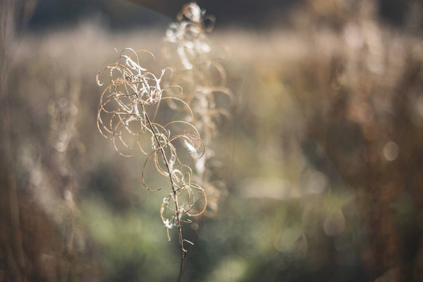 Herbes d'automne sèches dans le champ au soleil du matin. Pampas herbe en automne. Fond abstrait naturel avec bokeh. Prairie à la campagne. Couleurs neutres pastel et tons terre Roseau beige sec. Concentration sélective - Photo, image