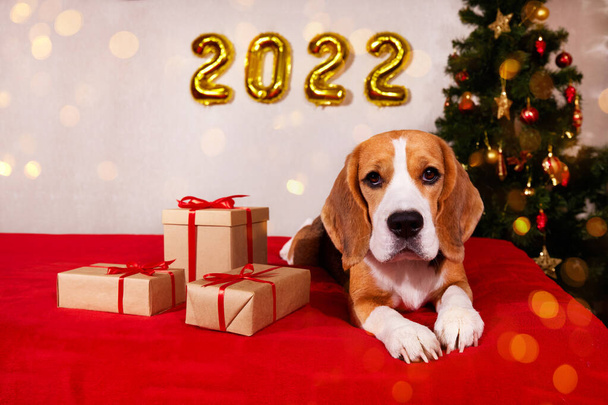 A Beagle dog in a house decorated with a Christmas tree balloons, gifts, bokeh sparkling lights.  - Foto, Imagem