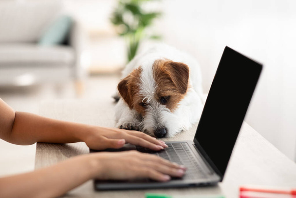 Jack russel terrier dog laying by typing on laptop owner - Φωτογραφία, εικόνα