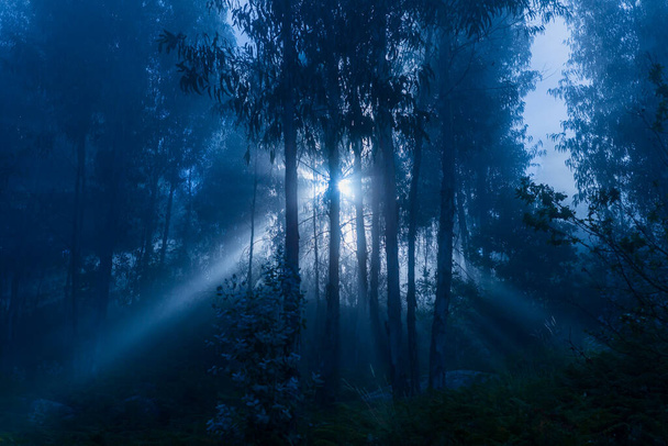 Brouillard dans la forêt au parc national portugais, Geres, Portugal - Photo, image