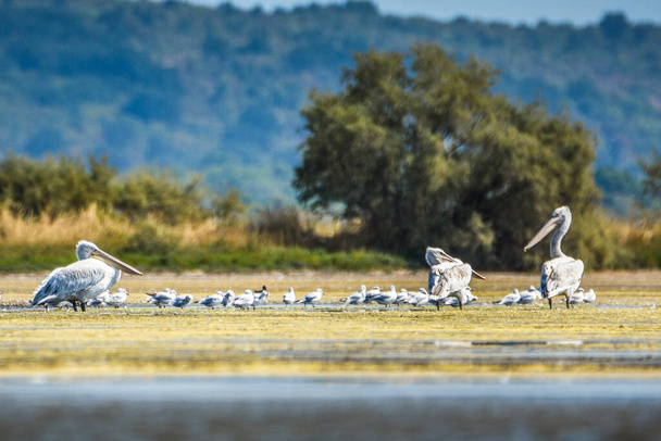Dalmatie pelikaan, Pelecanus crispus, is de grootste pelikaan ter wereld en is uiterst zeldzaam. Zogajsko meer in Montenegro. - Foto, afbeelding