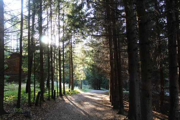 aurinko paistaa metsän puiden läpi - Valokuva, kuva