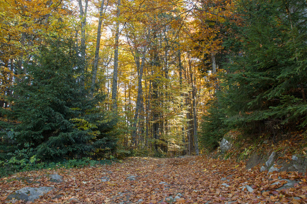 autumn scenery in the mountains - Фото, зображення