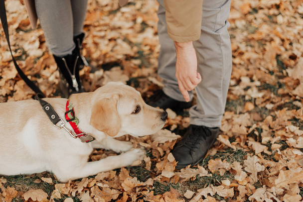 a beautiful little labrador puppy lies in an autumn park among yellow leaves near its owners - 写真・画像
