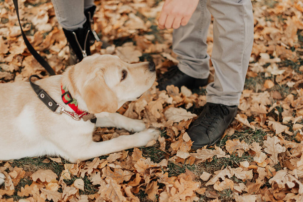 a beautiful little puppy lies among the autumn leaves in the park - Φωτογραφία, εικόνα