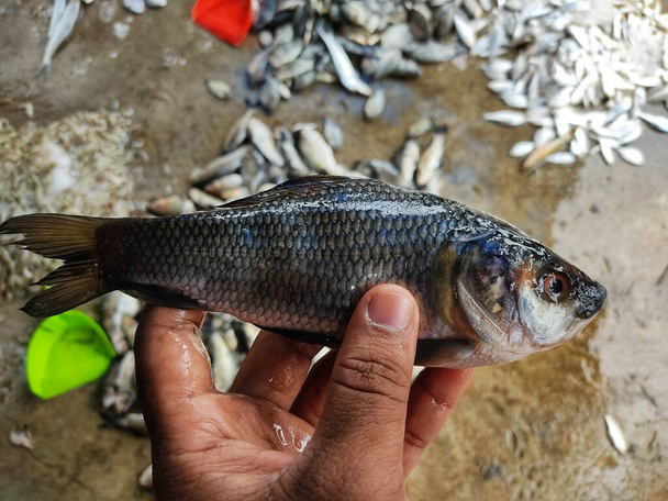 kasa vasta pyydettyä rohu kala labeo rohita kalaa jäällä Intian kalamarkkinoilla myytävänä - Valokuva, kuva