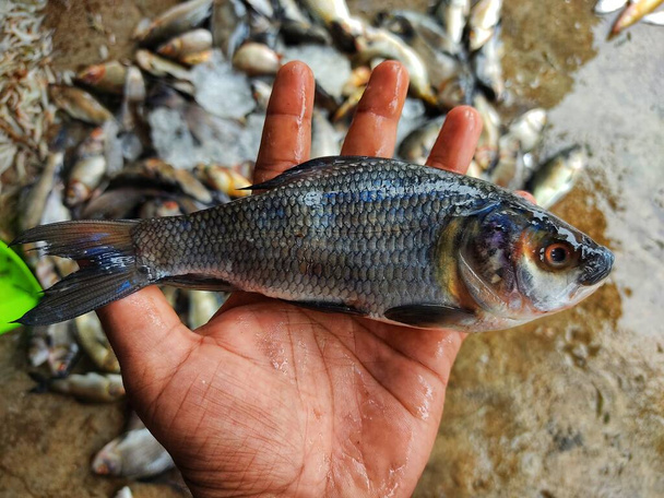 kasa vasta pyydettyä rohu kala labeo rohita kalaa jäällä Intian kalamarkkinoilla myytävänä - Valokuva, kuva