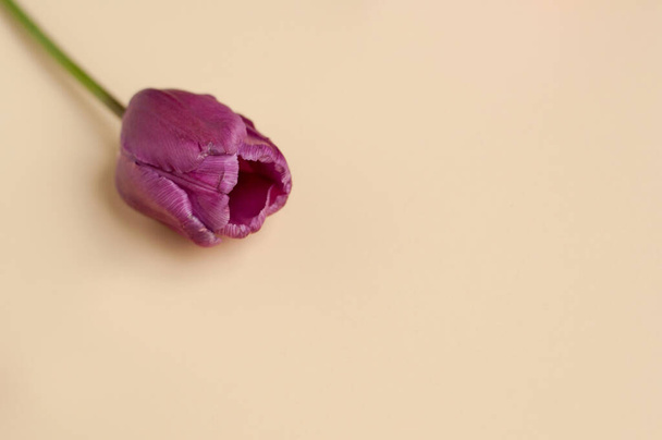 An open purple single tulip flower on a green stem in the upper corner of the frame on a beige background with space for text - 写真・画像