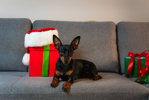 Pinscher en miniatura negro y tun en el sofá, caja de regalo y regalo envuelto papel verde alrededor de la mascota. Concepto de Año Nuevo y vacaciones de Navidad - Foto, imagen