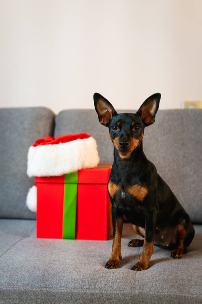 Pinscher en miniatura negro y tun en el sofá, caja de regalo y regalo envuelto papel verde alrededor de la mascota. Concepto de Año Nuevo y vacaciones de Navidad - Foto, imagen