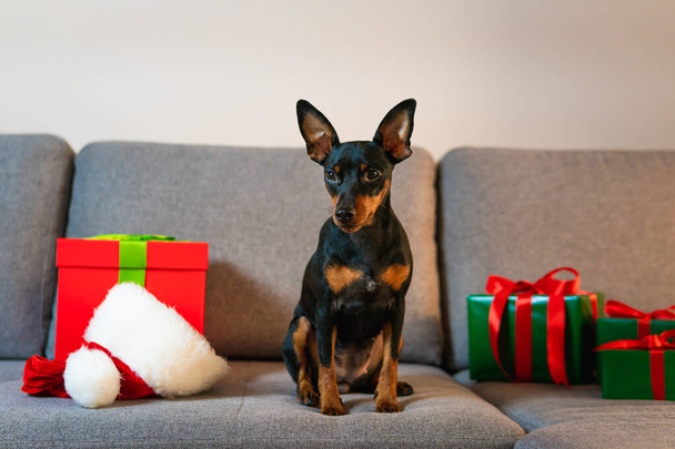 Pinscher en miniatura negro y tun en el sofá, caja de regalo y regalo envuelto papel verde alrededor de la mascota. Concepto de Año Nuevo y vacaciones de Navidad - Foto, Imagen