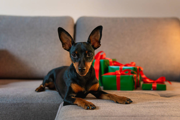 Black and tun miniature pinscher on the sofa, Present and gift box wrapped green paper around pet. Concept of New Year and Christmas holidays - Photo, Image