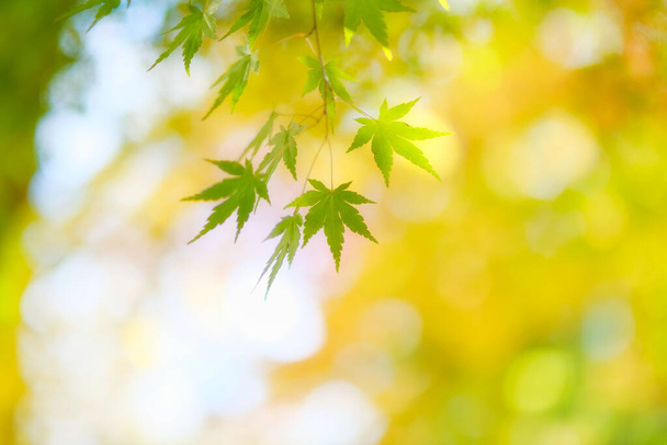 groene herfstbladeren in hokkaido - Foto, afbeelding