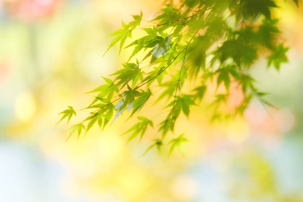 green autumn leaves in hokkaido - Foto, Bild