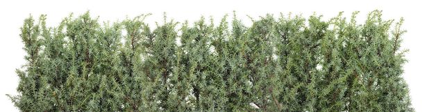 Blue prickly juniper line - Photo, Image