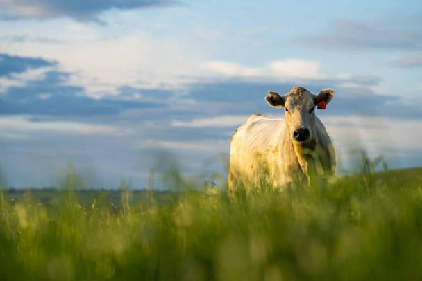Primer plano de los toros Stud Beef, vacas y terneros pastando en la hierba en un campo, en Australia. razas de ganado bovino incluyen parque moteado, gris murray, angus, brangus y wagyu en pastos largos en primavera y verano. - Foto, imagen
