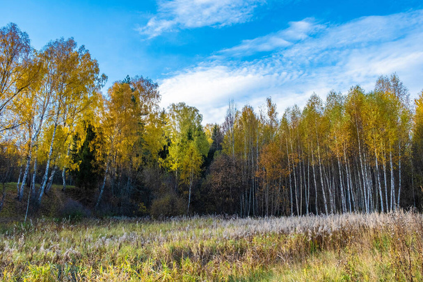 A forest with birch trees in yellow leaves and with white clouds in a blue sky. - Φωτογραφία, εικόνα