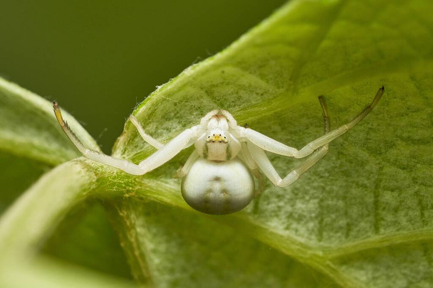 araignée de crabe femelle blanche qui attend à l'envers sous une feuille. - Photo, image