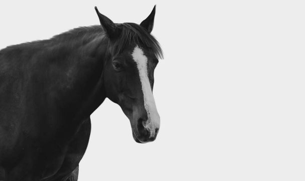 Černý kůň tvář izolované v bílém pozadí - Fotografie, Obrázek